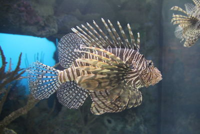 Close-up view of leaf