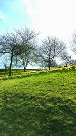 Trees on grassy field