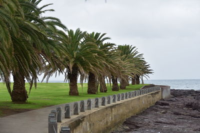 Palm trees by sea against sky