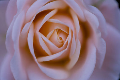 Close-up of rose