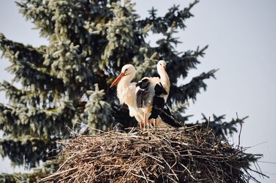 Birds on nest against trees and sky