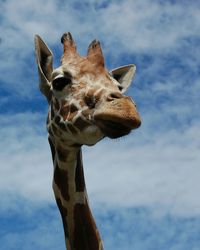 Low angle view of giraffe against sky