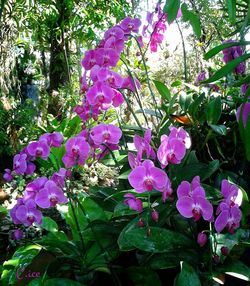 Close-up of pink flowers