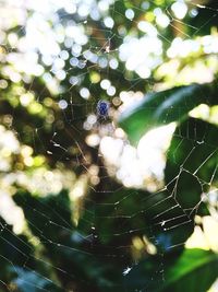 Close-up of spider web