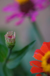 Close-up of flower blooming outdoors