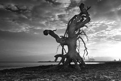 Driftwood on beach against sky