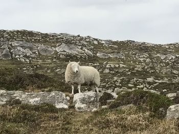 Sheep standing on landscape against sky