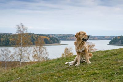 Dog by lake against sky