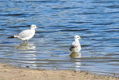 bird