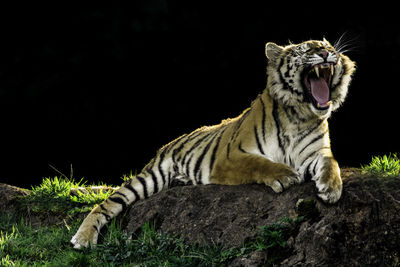 View of a cat on rock