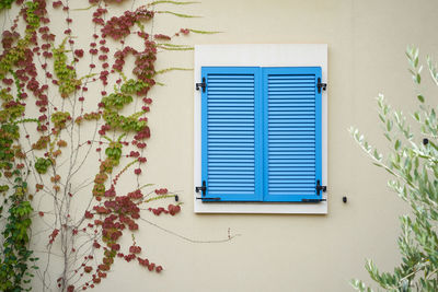 Blue plastic window shutters on a residential building with climbing plant
