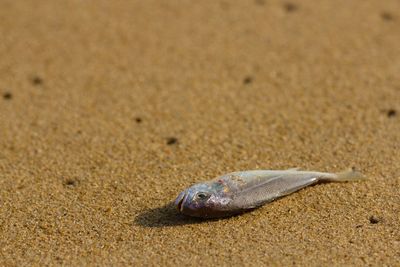 Close-up of dead fish on sand