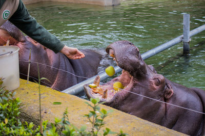 Cropped hand feeding granny smith apples to hippopotamus in lake at zoo