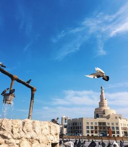 Low angle view of seagull flying against buildings