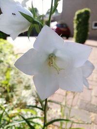 Close-up of white flowers blooming on tree