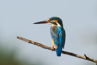 Bird perching on railing