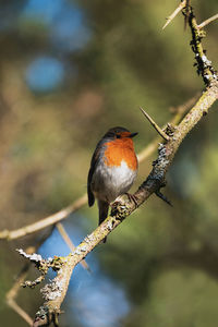 Close-up of bird perching on branch