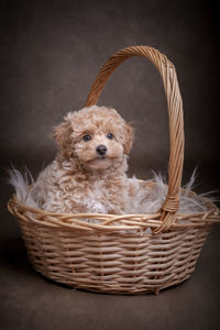 Close-up of puppy in wicker basket