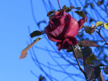 Close-up of flowers blooming against blue sky