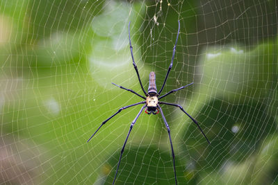 Close-up of spider on web