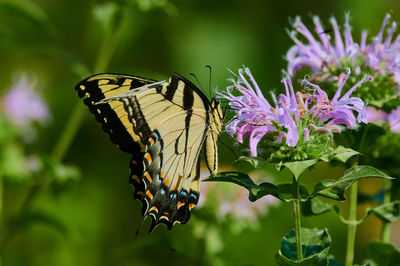 Butterfly on purple flower