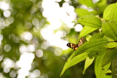 Close-up of butterfly on leaf