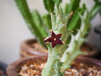 Close-up of plant