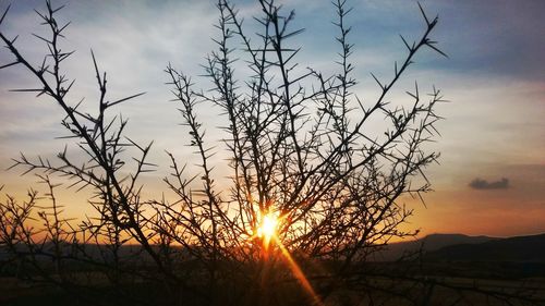 Low angle view of silhouette tree against sky during sunset