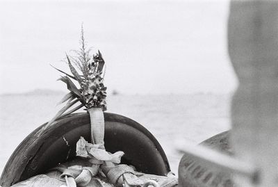 Close-up of dead plant by sea against sky