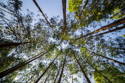 Low angle view of trees against sky