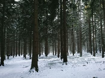 Trees in snow covered forest