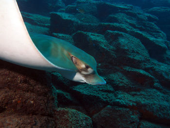 Fish swimming in sea