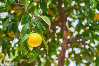 Low angle view of lemon growing on tree