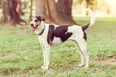 Dog standing on field