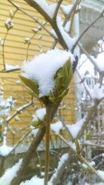 Close-up of frozen plant during winter