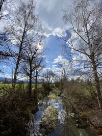 Bare trees in forest against sky