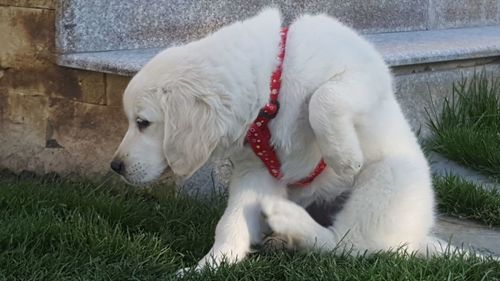 Close-up of white dog