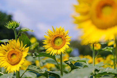 Close-up of sunflower on field