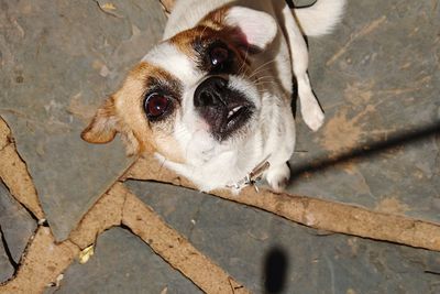 High angle portrait of dog