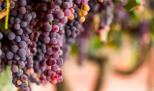 Close-up of grapes hanging