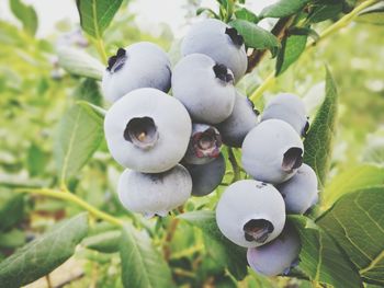 Close-up of fruits on tree