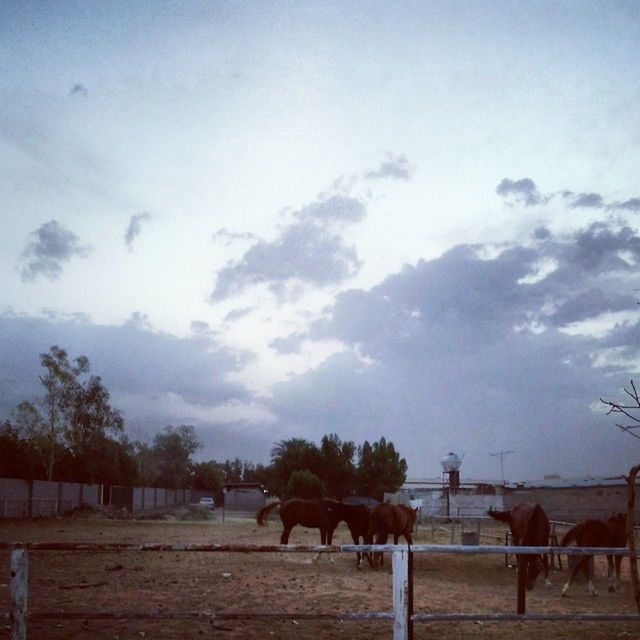 sky, animal themes, domestic animals, tree, horse, fence, cloud - sky, cloud, nature, livestock, mammal, built structure, cloudy, tranquility, tranquil scene, outdoors, landscape, day, scenics, beauty in nature