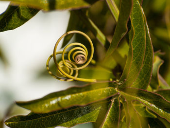 Close-up of caterpillar on plant