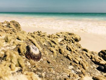 Close-up of seashell at beach