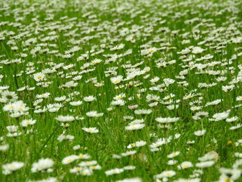 White flowers growing on field