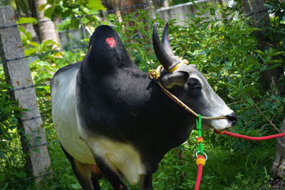 Close-up of a horse on land