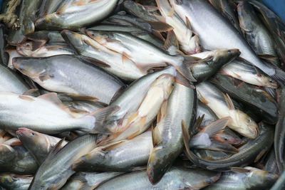 Full frame shot of fish for sale at market