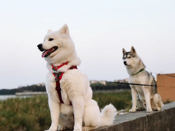 View of two dogs