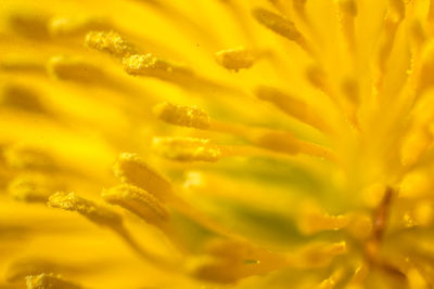 Macro shot of yellow flower