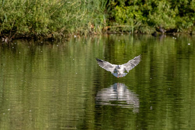 Bird flying over lake